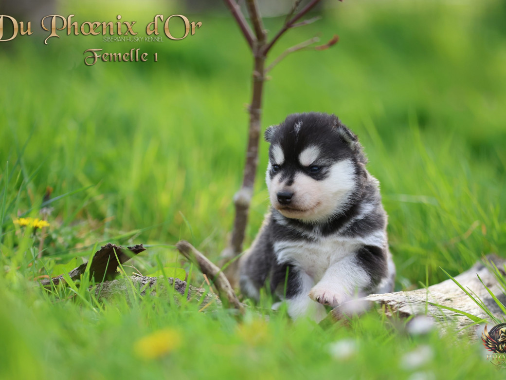 Photo 3 de Femelle 1 - Shana x Unix (Mars 2026)