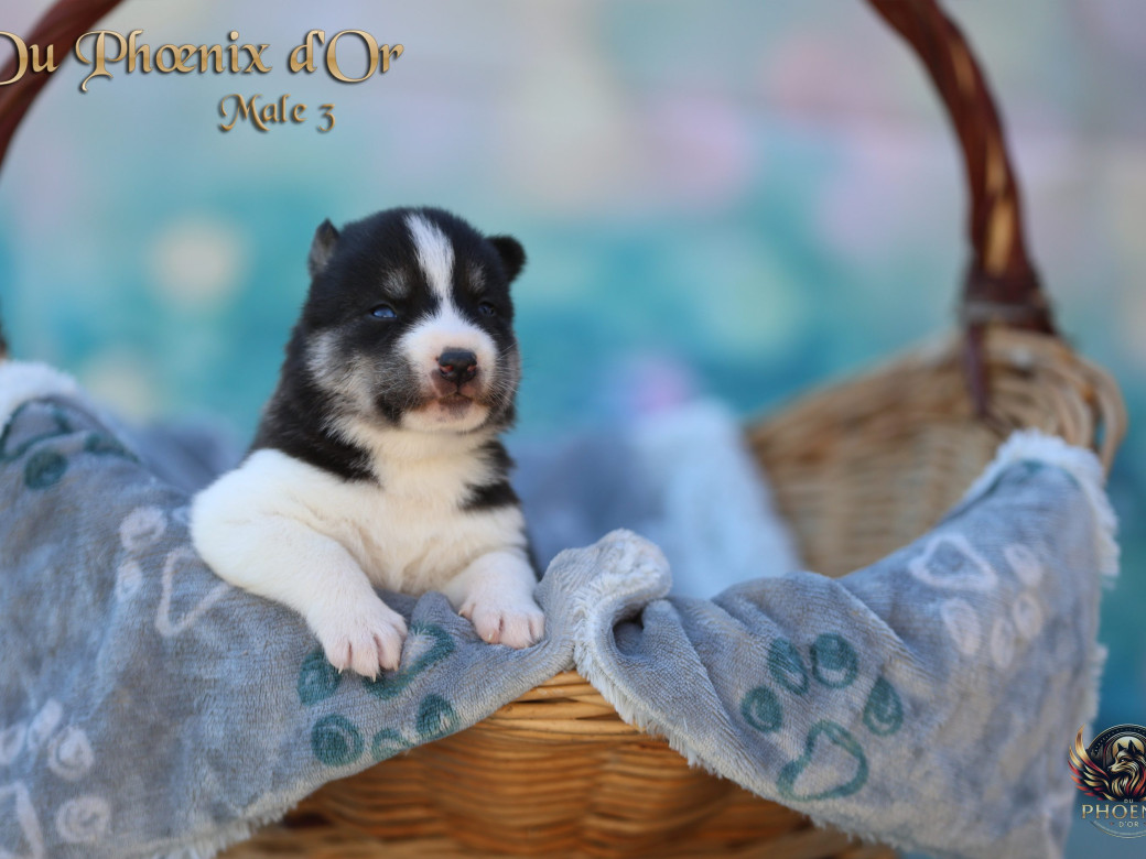 Photo 12 de Mâle 3 - Moon x Ultra (Mars 2026)