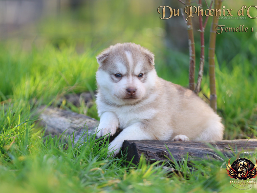 Photo 24 de Femelle 1 - Pandora x Moky (Janvier 2026)