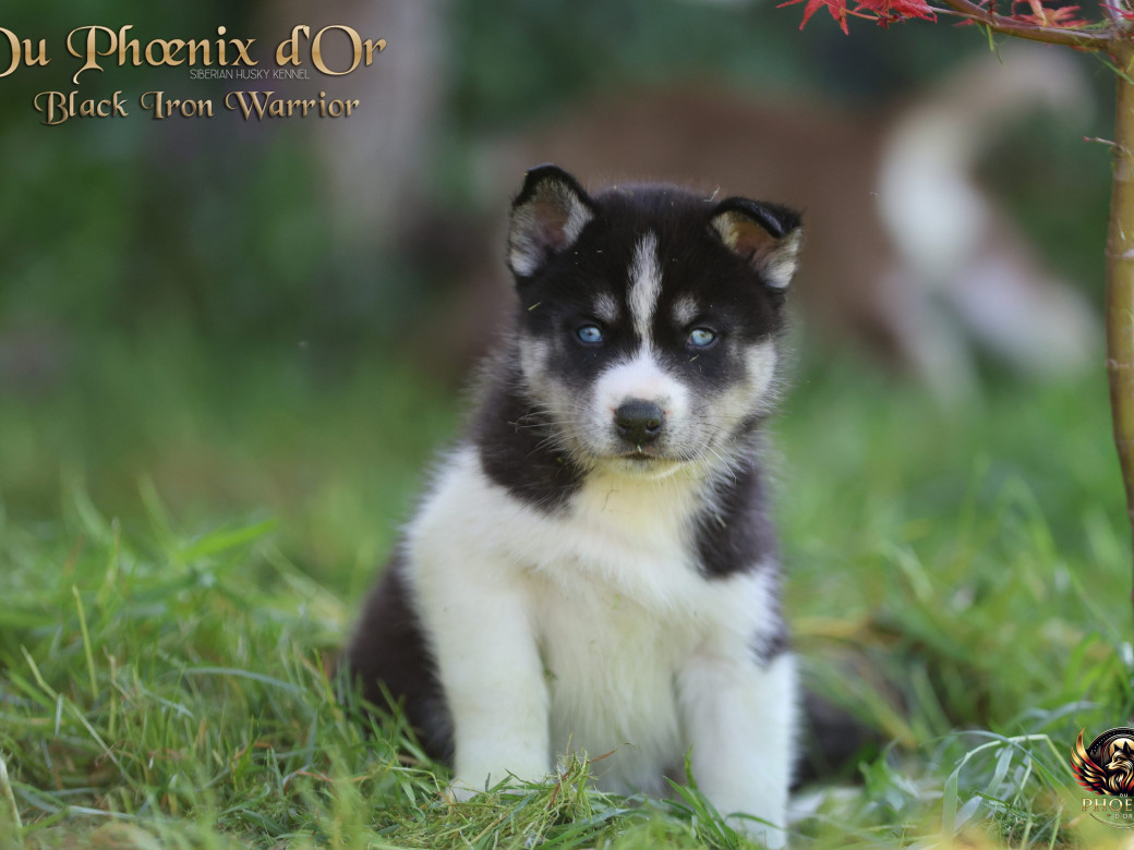 Photo 6 de Mâle 3 - Moon x Ultra (Mars 2026)