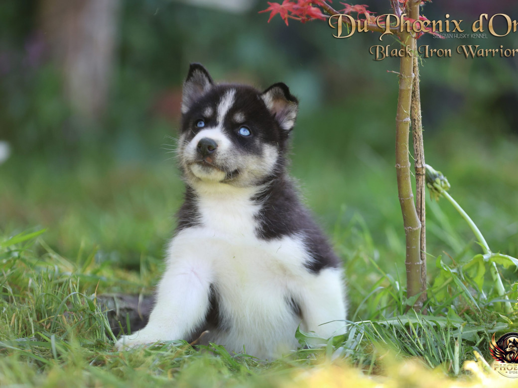 Photo 5 de Mâle 3 - Moon x Ultra (Mars 2026)