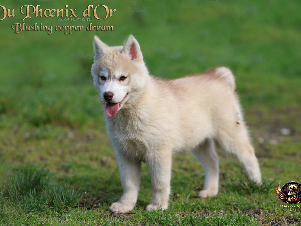 Photo 12 de Femelle 1 - Pandora x Moky (Janvier 2026)