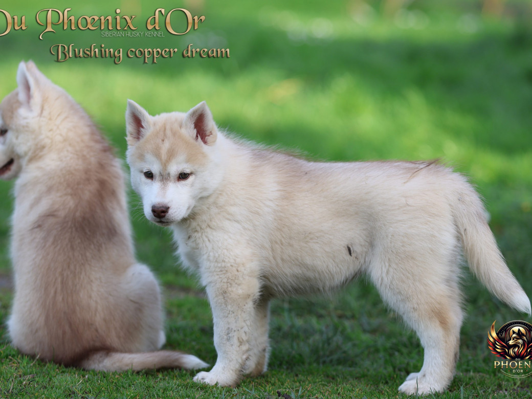 Photo 15 de Femelle 5 - Pandora x Moky (Janvier 2026)