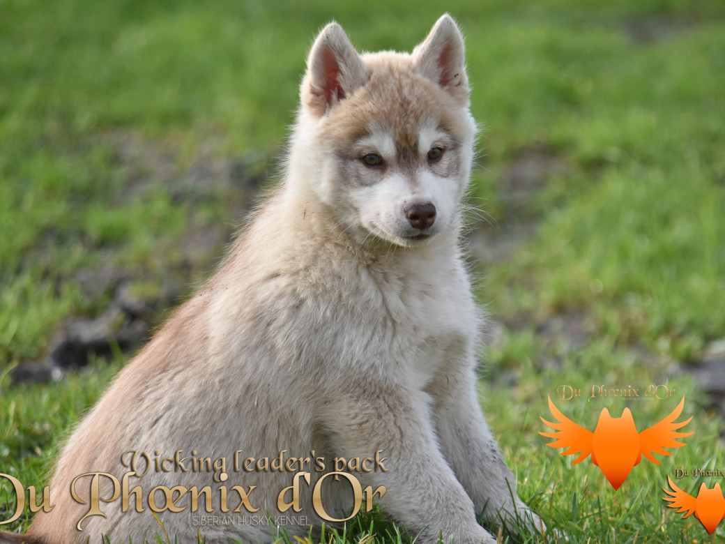 Picture of Viking leader's pack - Seky