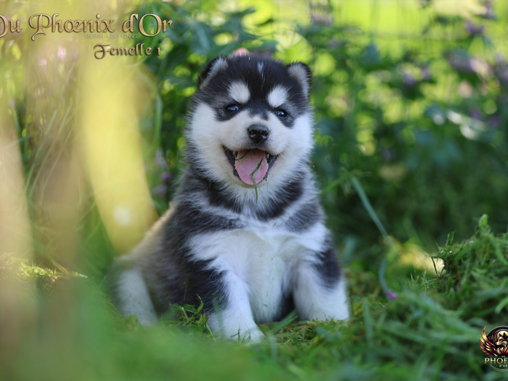 Photo 1 de Femelle 1 - Shana x Unix (Mars 2026)