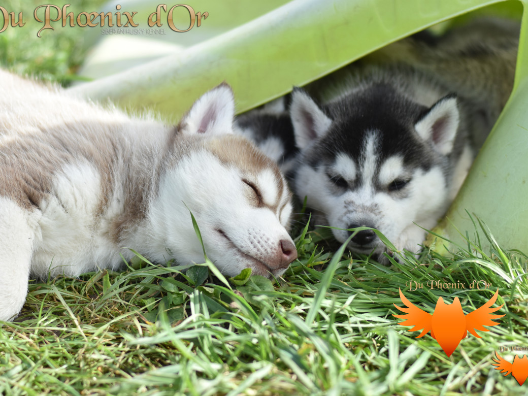 Picture of Untrouble life