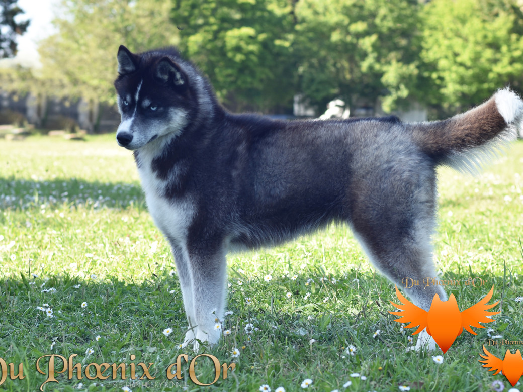 Picture of Uncover black pearl