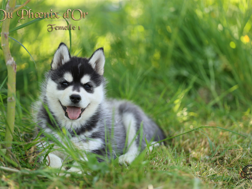 Picture of Femelle 1 - Shana x Unix (Mars 2026)