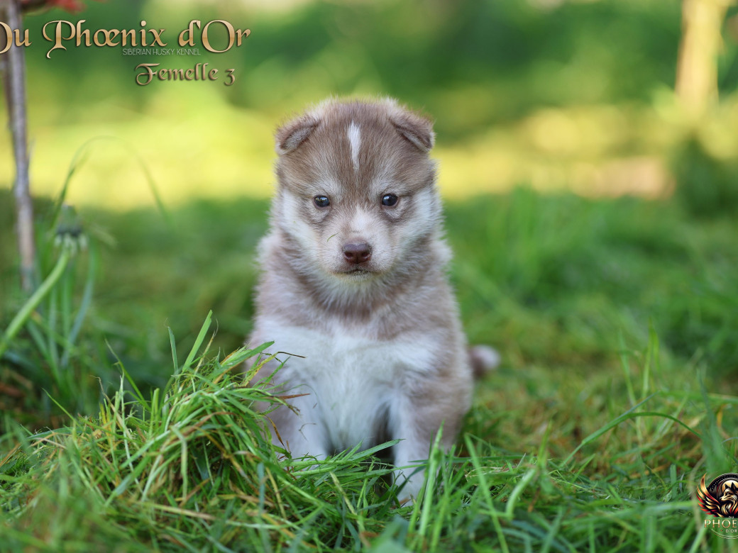 Photo 1 de Femelle 3 - Shana x Unix (Mars 2026)