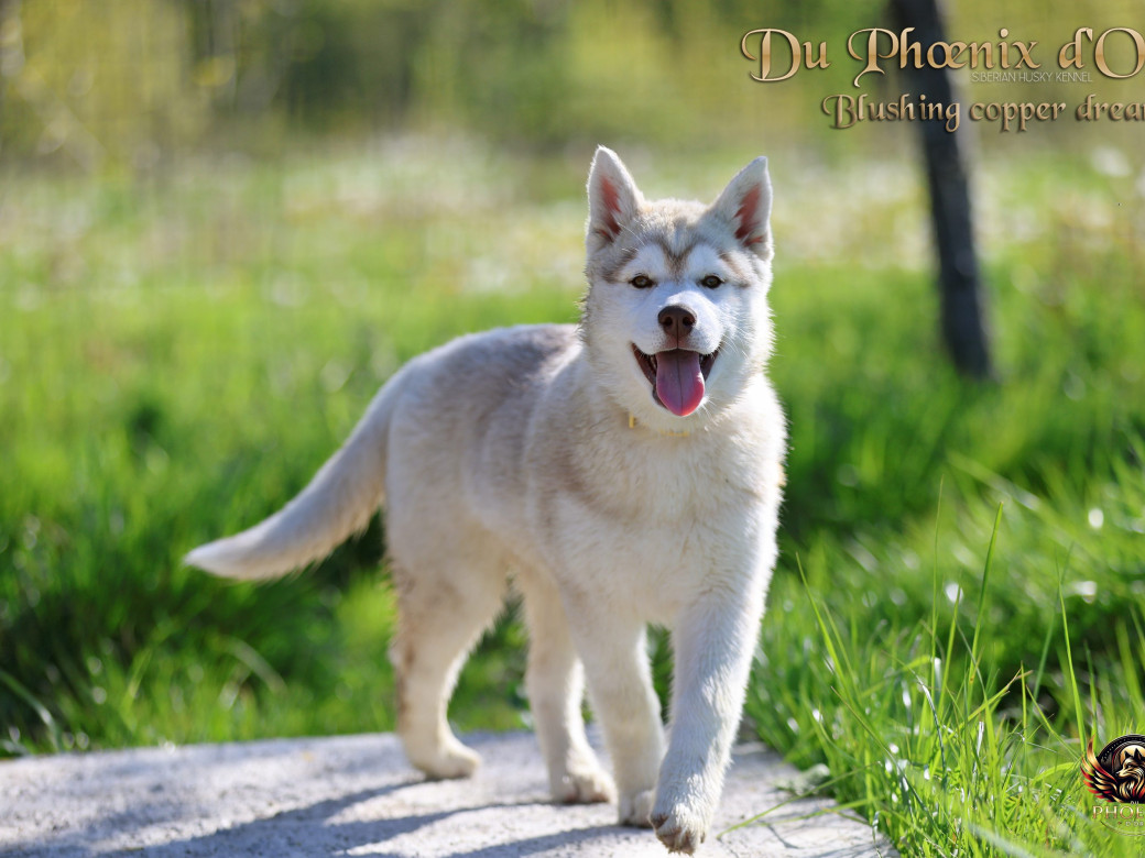 Photo 2 de Femelle 5 - Pandora x Moky (Janvier 2026)