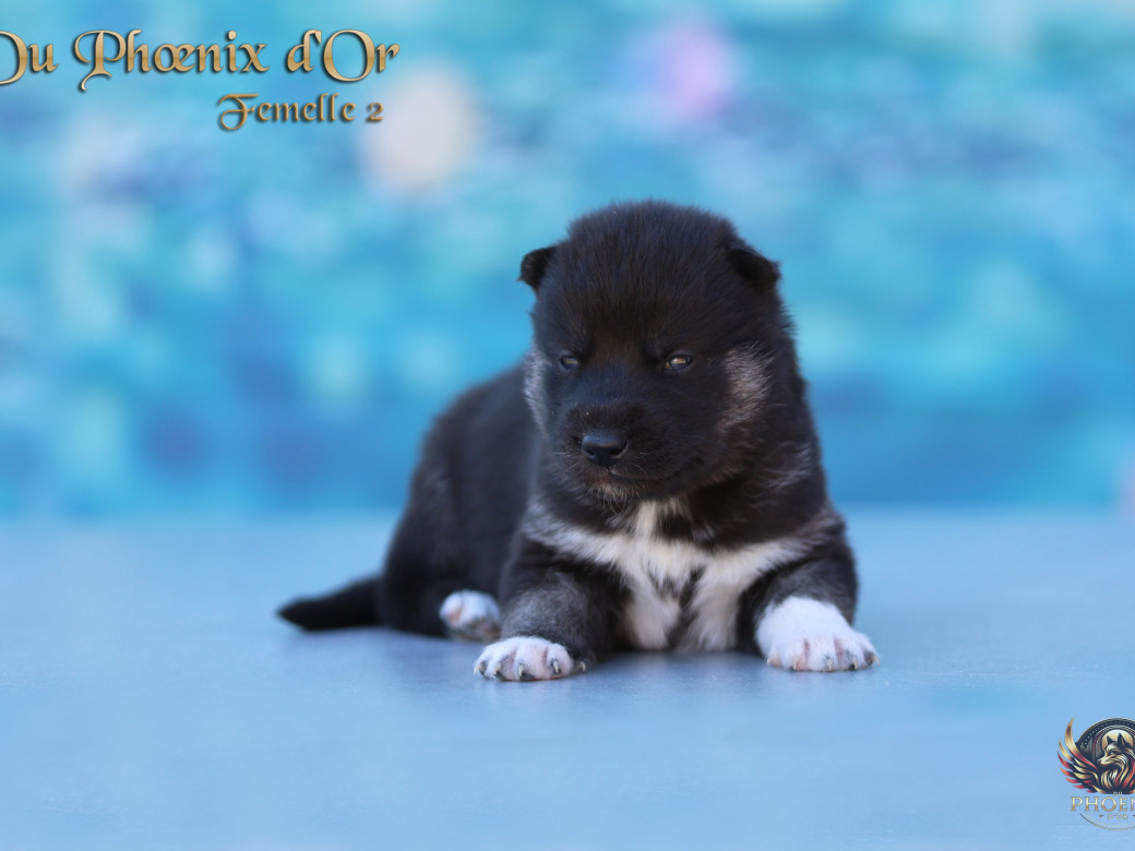 Photo 6 de Femelle 2 - Moon x Ultra (Mars 2026)