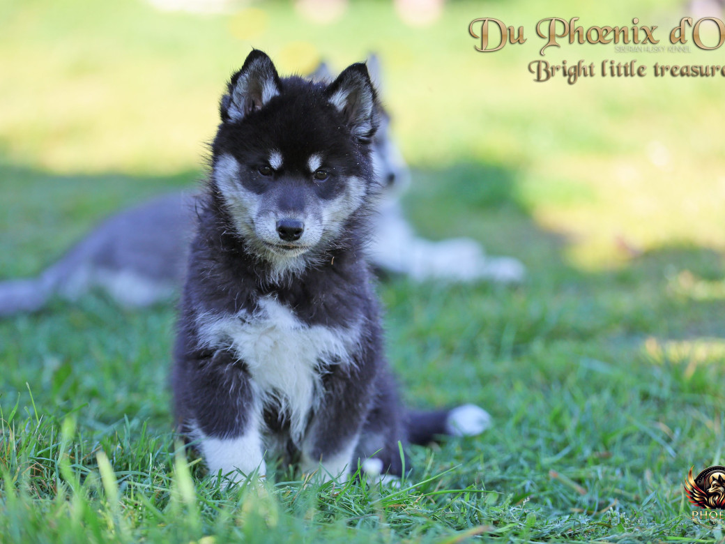 Photo 7 de Femelle 1 - Serena x Ragnar (Février 2026)