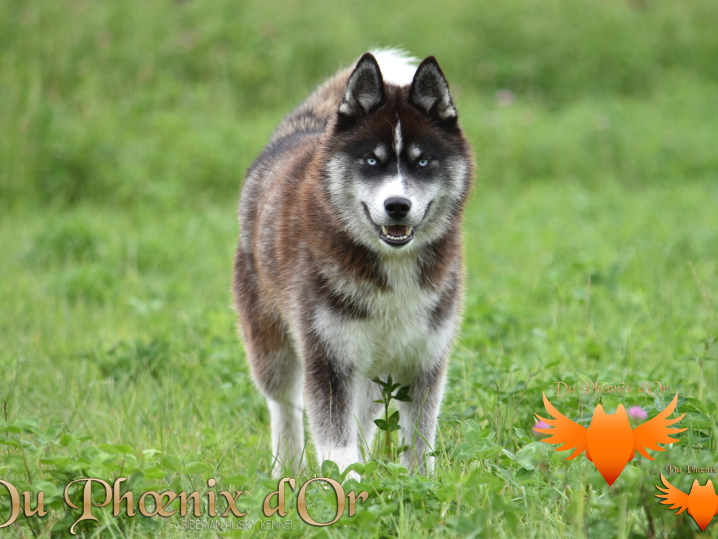 Picture of Uncover black pearl
