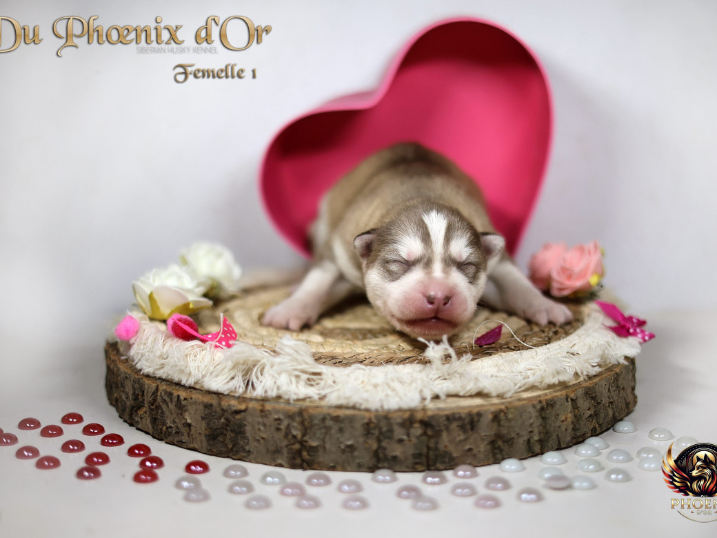 Photo 30 de Femelle 1 - Pandora x Moky (Janvier 2026)