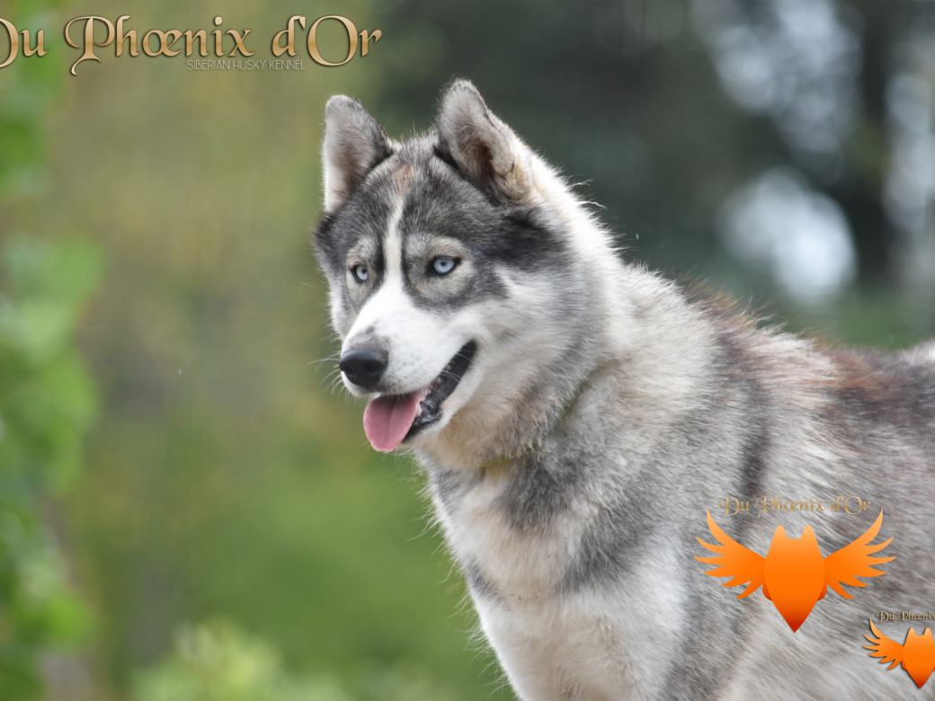 Picture of Sky Wonders du Phoenix d'or