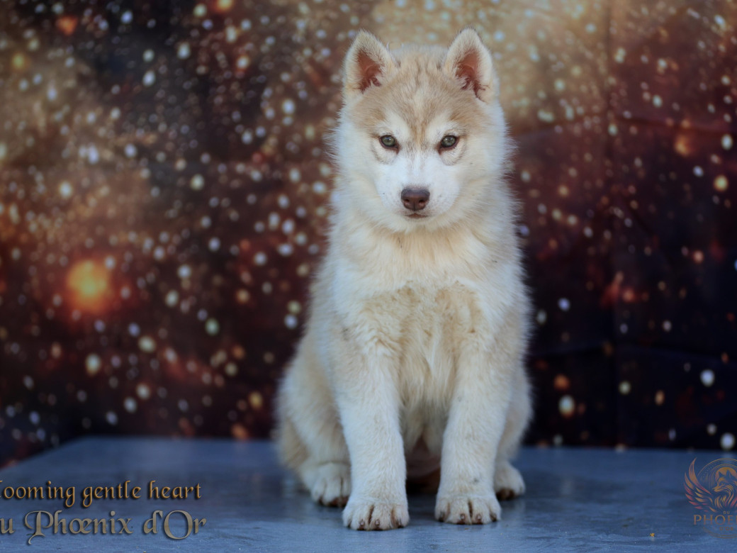 Photo 14 de Femelle 1 - Pandora x Moky (Janvier 2026)