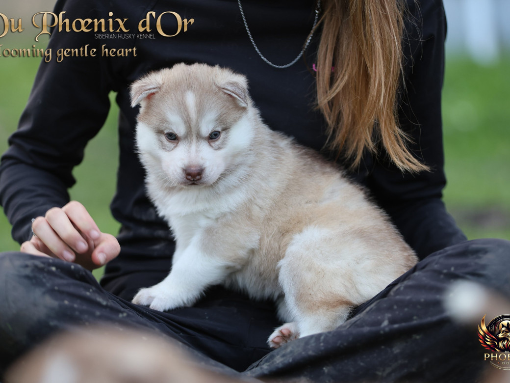 Photo 23 de Femelle 1 - Pandora x Moky (Janvier 2026)