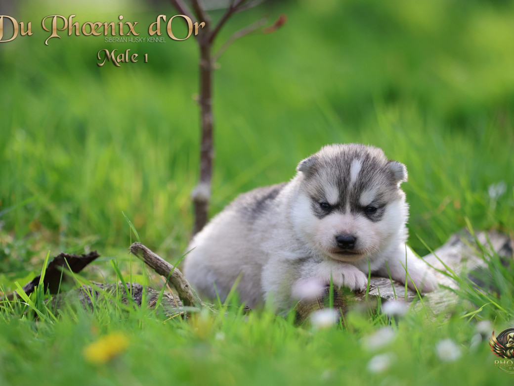 Photo 3 de Mâle 1 - Shana x Unix (Mars 2026)