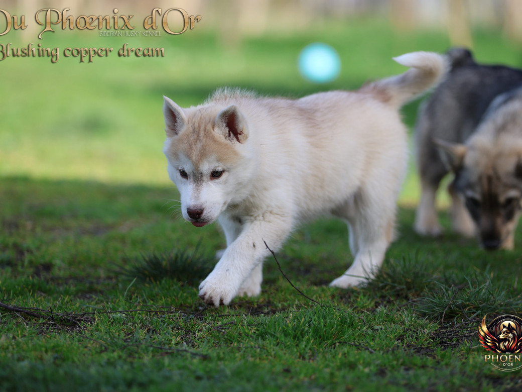 Photo 14 de Femelle 5 - Pandora x Moky (Janvier 2026)