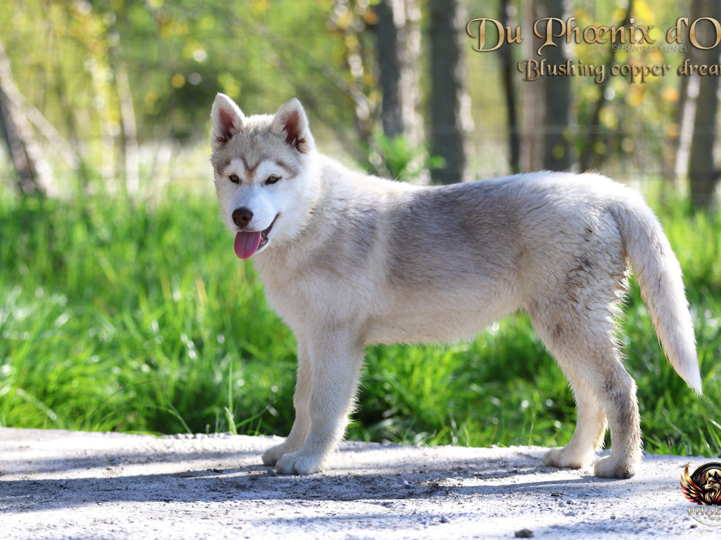 Picture of Femelle 5 - Pandora x Moky (Janvier 2026)