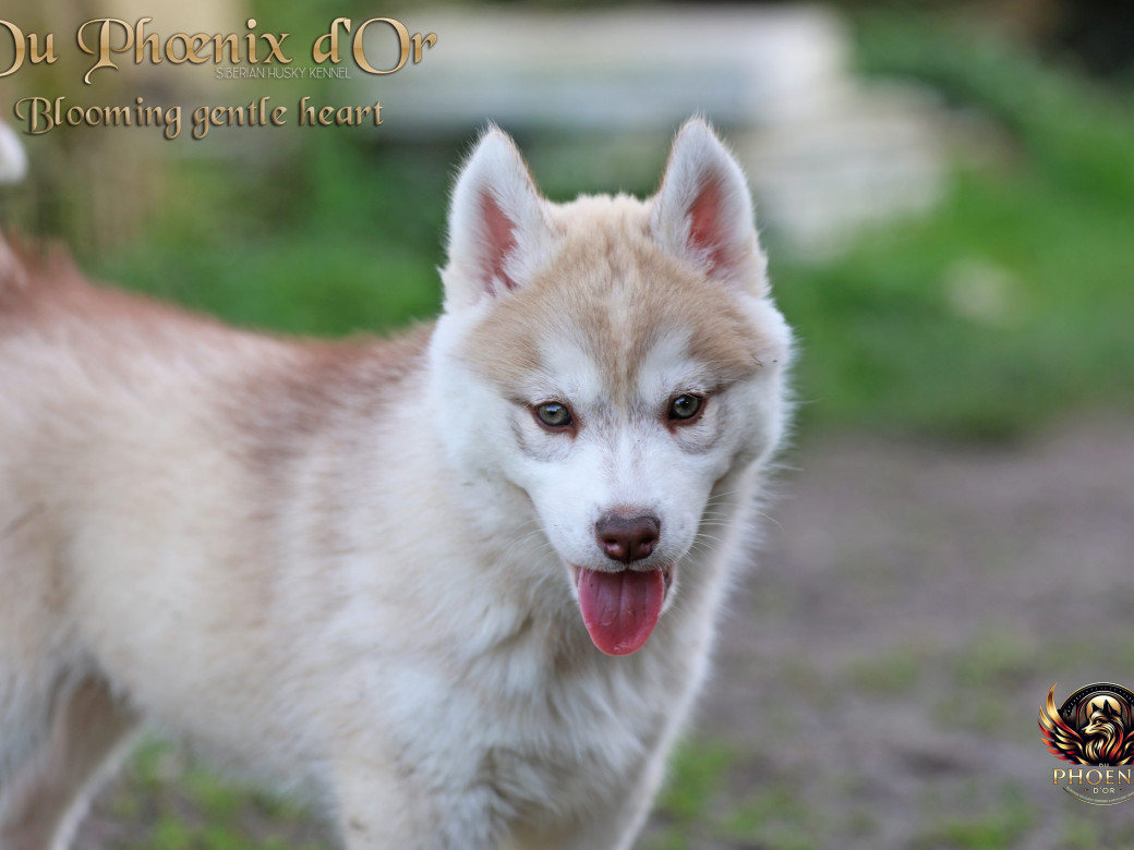 Photo 7 de Femelle 1 - Pandora x Moky (Janvier 2026)