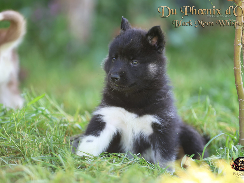 Photo 3 de Femelle 1 - Moon x Ultra (Mars 2026)