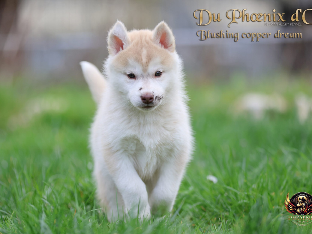 Photo 22 de Femelle 5 - Pandora x Moky (Janvier 2026)