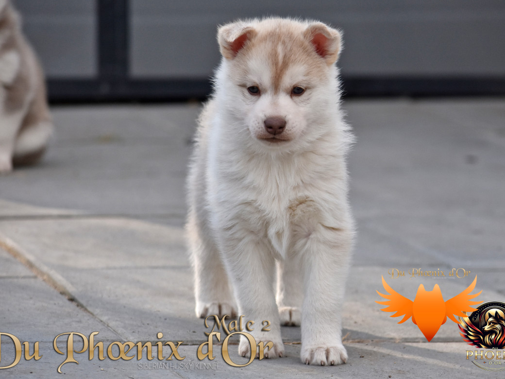 Picture of Verso - PANDORA & MOKY (Décembre 2024)