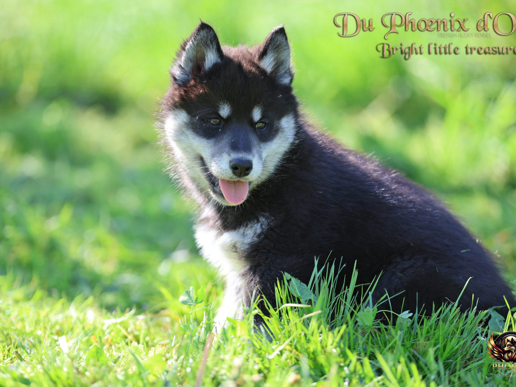 Photo 1 de Femelle 1 - Serena x Ragnar (Février 2026)