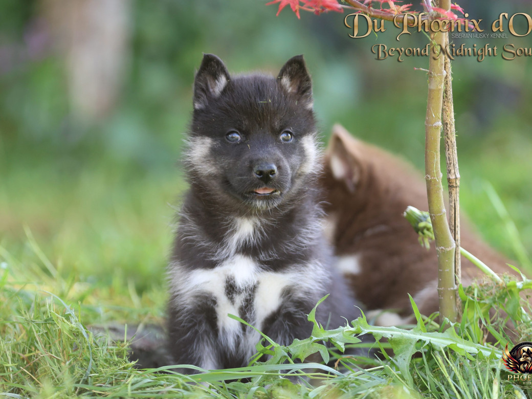 Photo 5 de Femelle 2 - Moon x Ultra (Mars 2026)