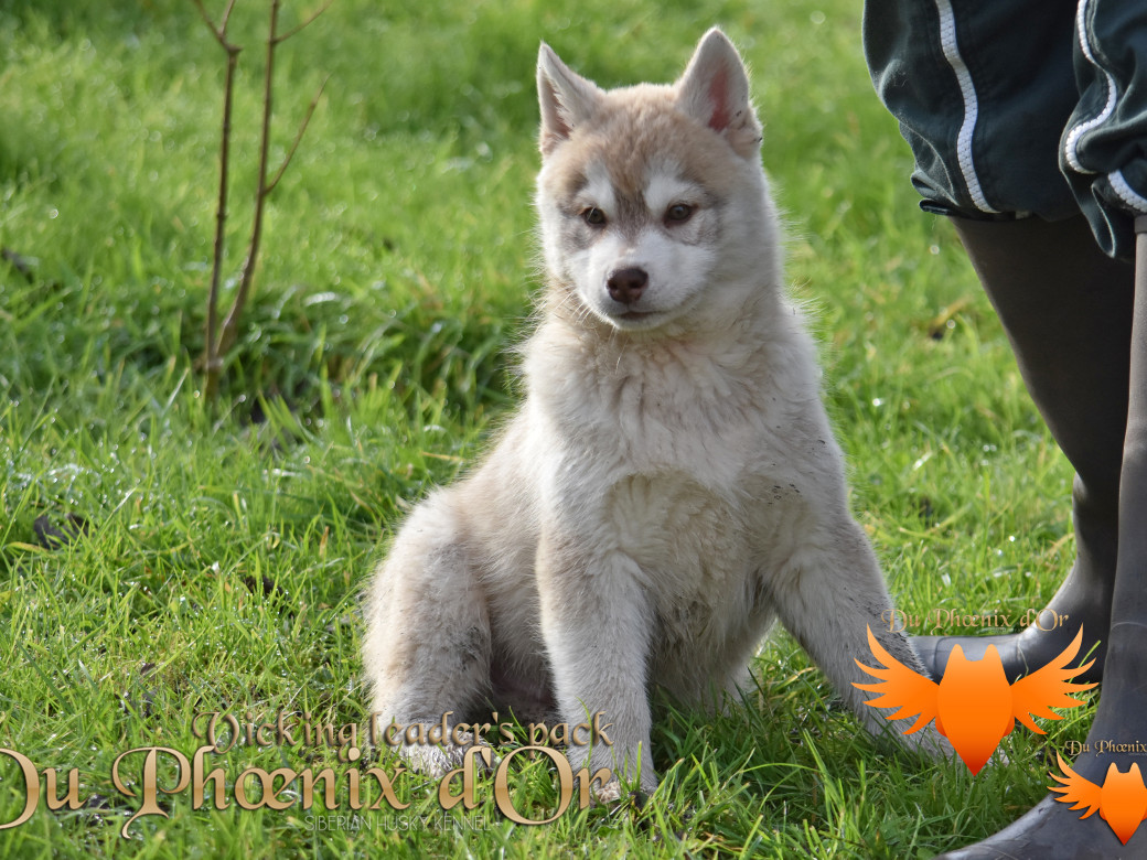 Picture of Viking leader's pack - Seky