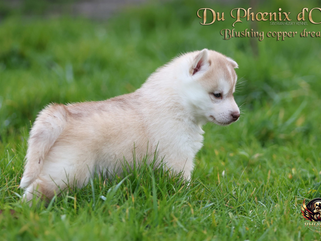 Photo 26 de Femelle 5 - Pandora x Moky (Janvier 2026)