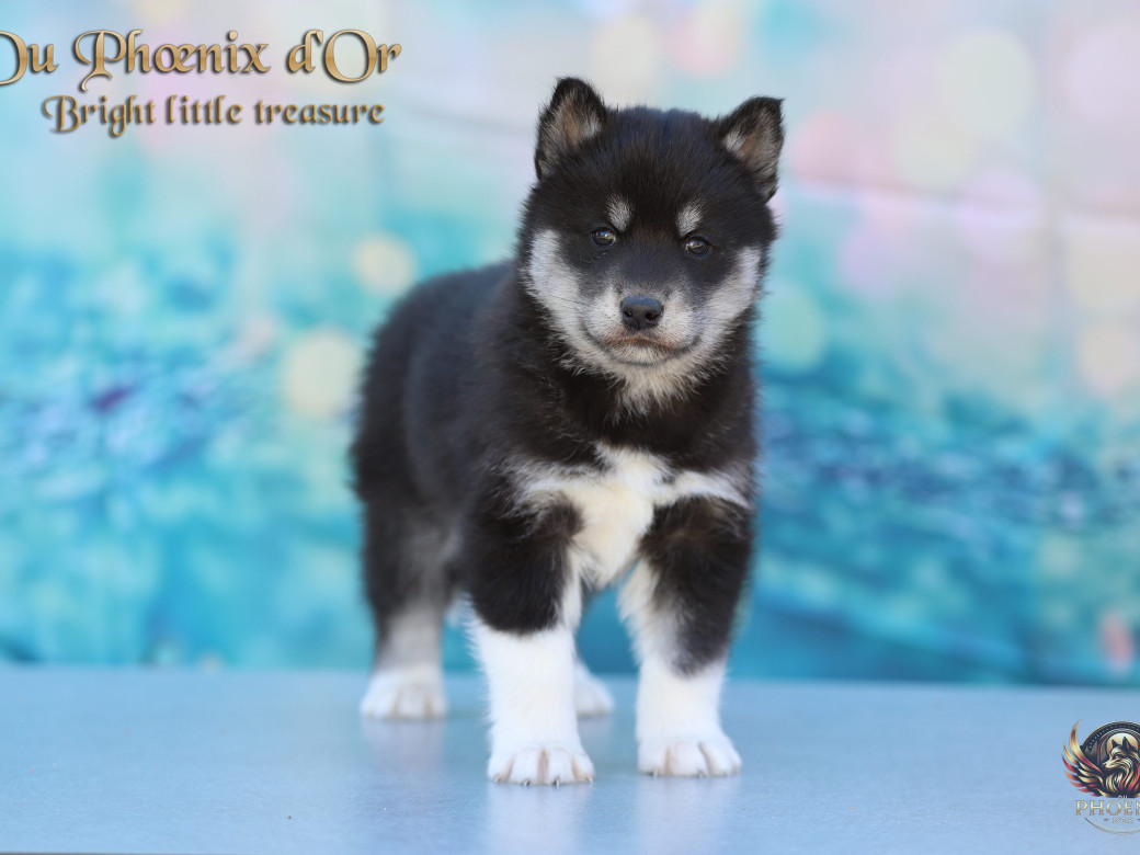 Photo 11 de Femelle 1 - Serena x Ragnar (Février 2026)