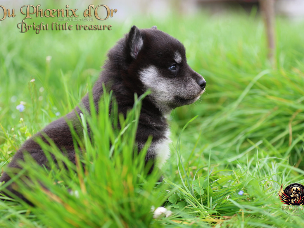 Photo 18 de Femelle 1 - Serena x Ragnar (Février 2026)