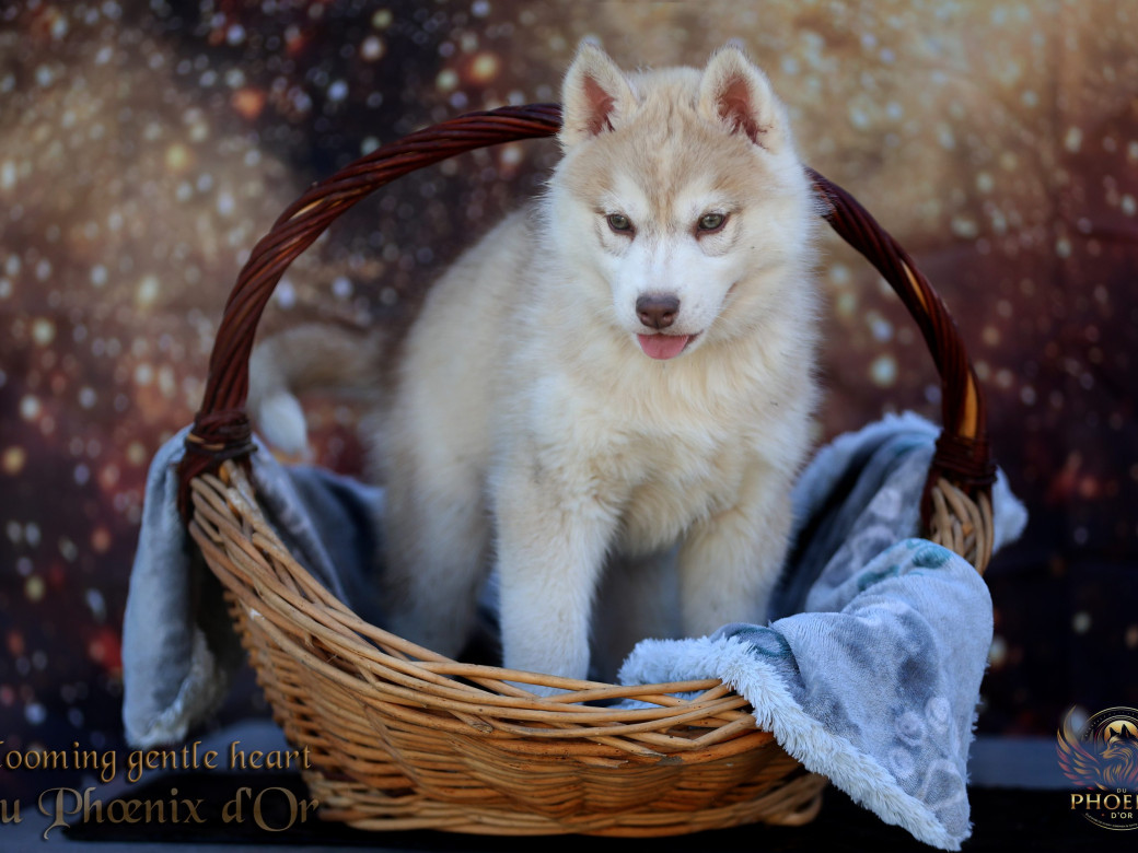 Photo 15 de Femelle 1 - Pandora x Moky (Janvier 2026)