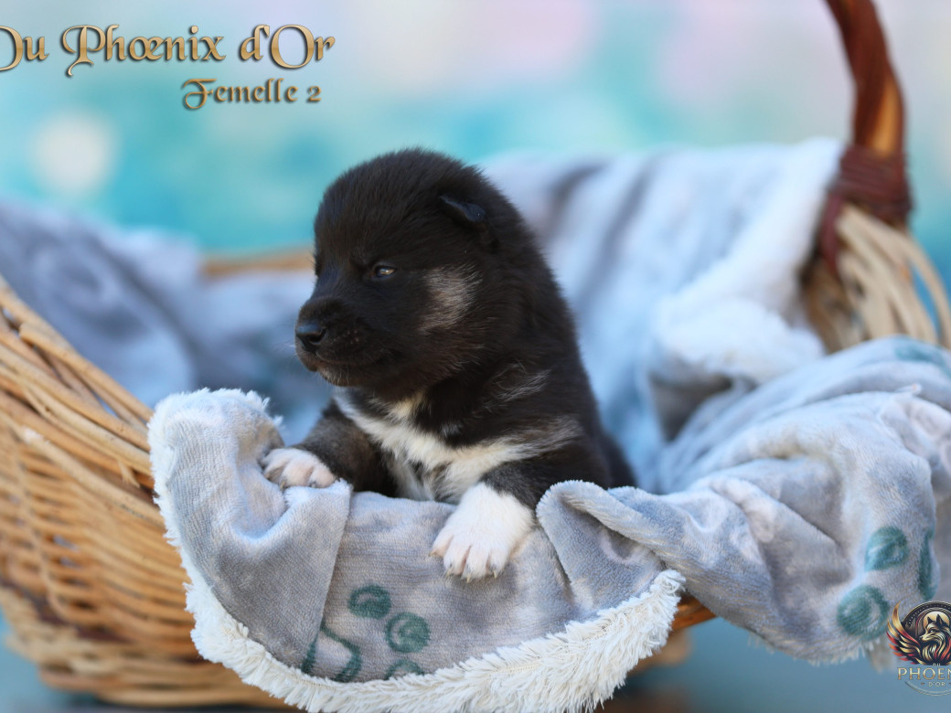 Photo 9 de Femelle 2 - Moon x Ultra (Mars 2026)