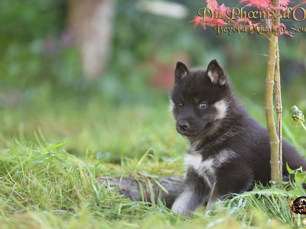 Photo 4 de Femelle 2 - Moon x Ultra (Mars 2026)