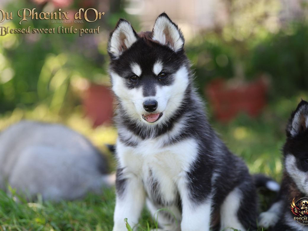 Photo 1 de Femelle 2 - Serena x Ragnar (Février 2026)