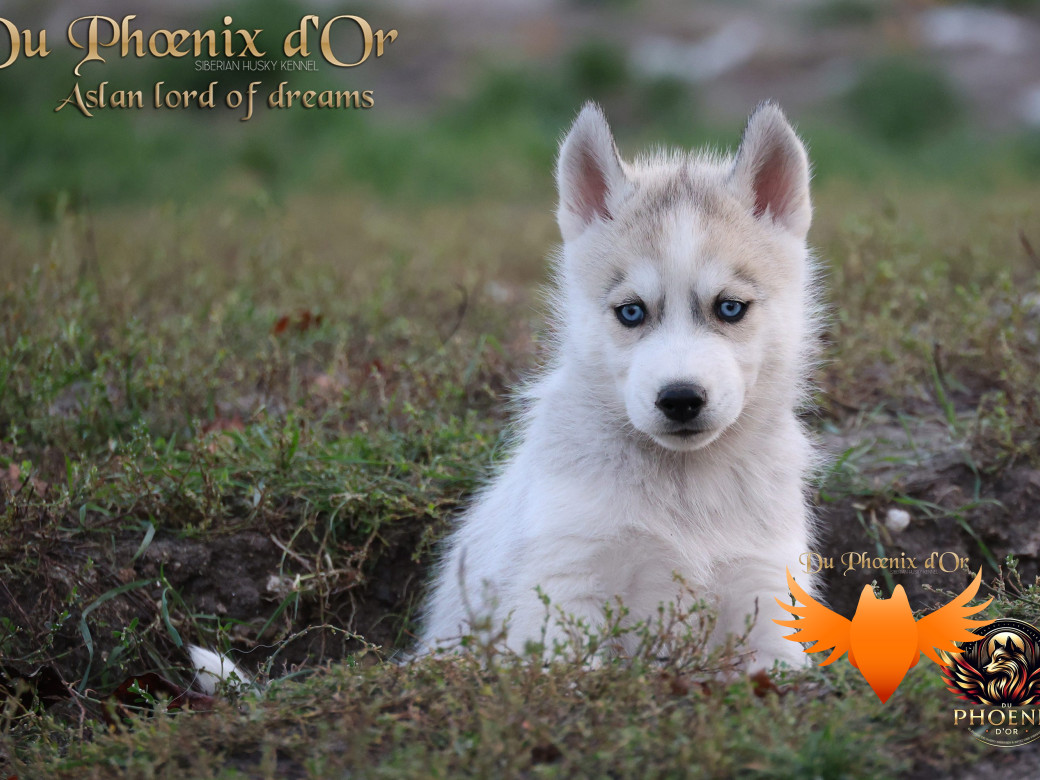 Photo 1 de Mâle 1 - Twilight x Yoshi (Août 2025)