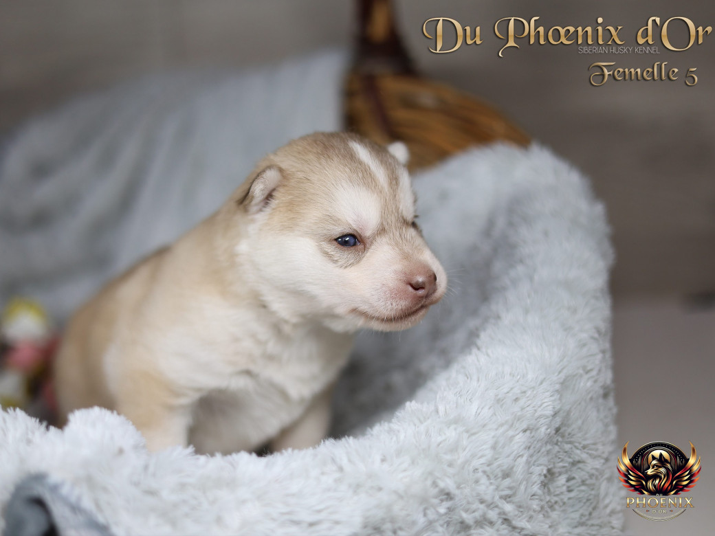 Photo 41 de Femelle 5 - Pandora x Moky (Janvier 2026)