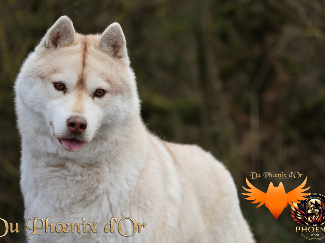 Picture of Serena Lavender du Phoenix d'or