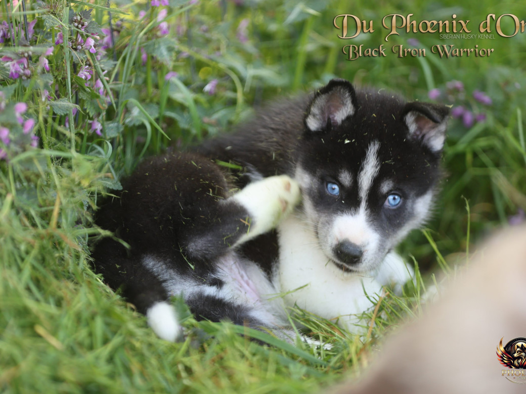 Photo 9 de Mâle 3 - Moon x Ultra (Mars 2026)