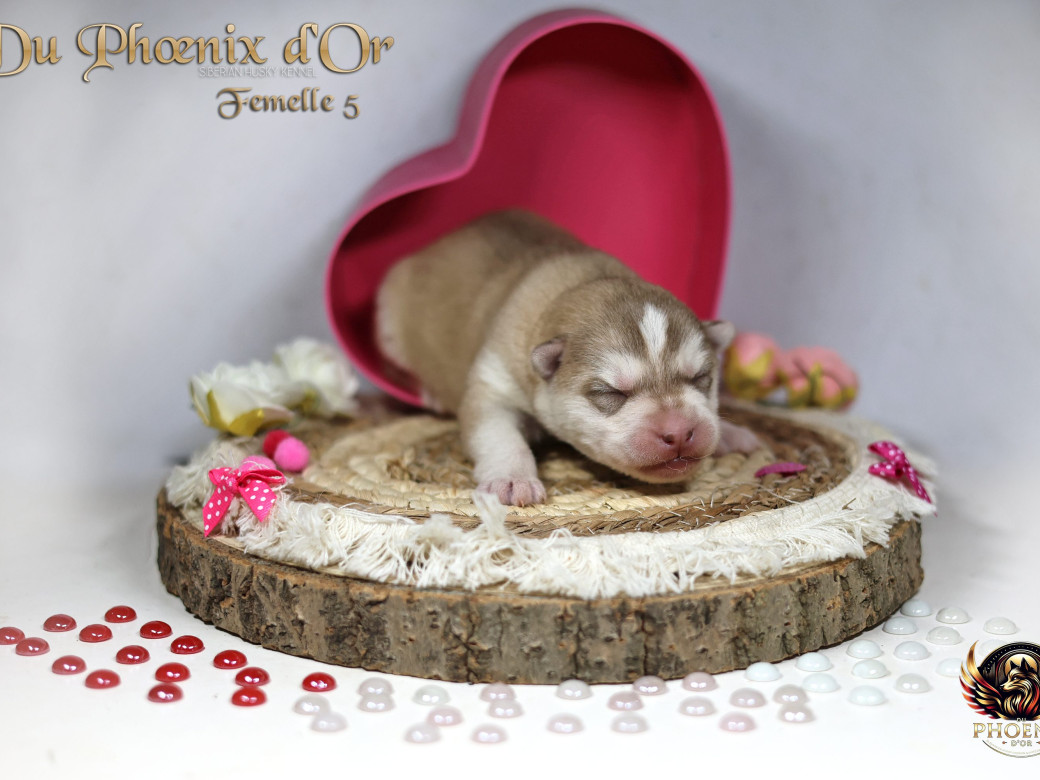 Photo 43 de Femelle 5 - Pandora x Moky (Janvier 2026)