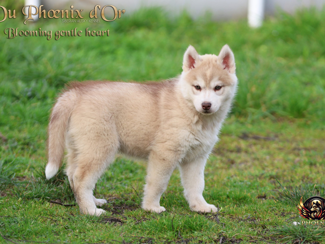 Photo 9 de Femelle 1 - Pandora x Moky (Janvier 2026)