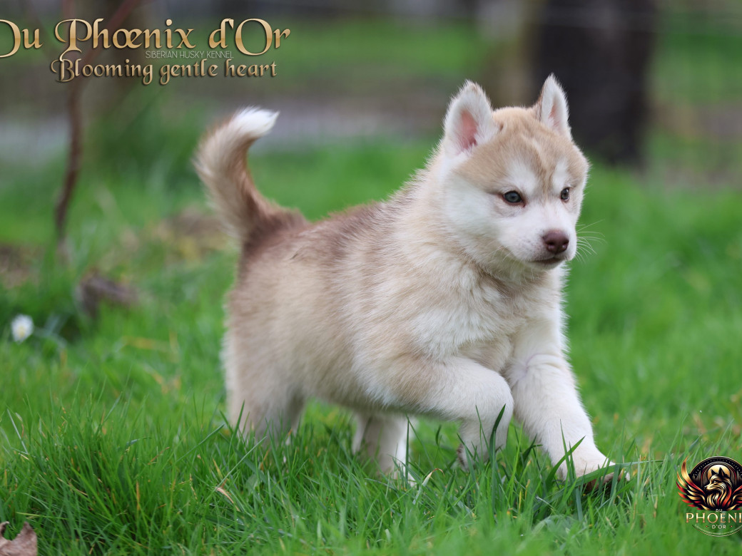 Photo 19 de Femelle 1 - Pandora x Moky (Janvier 2026)