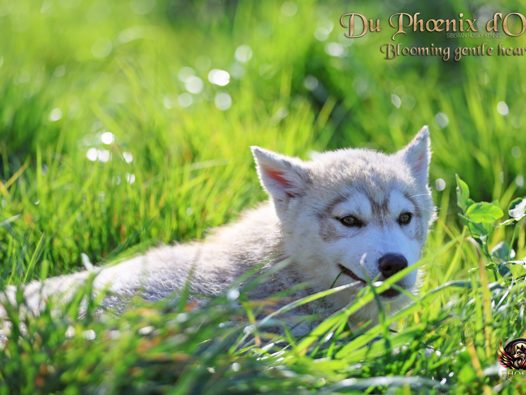 Photo 2 de Femelle 1 - Pandora x Moky (Janvier 2026)