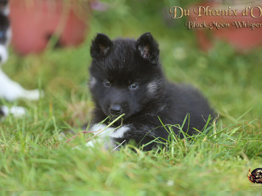 Photo 7 de Femelle 1 - Moon x Ultra (Mars 2026)