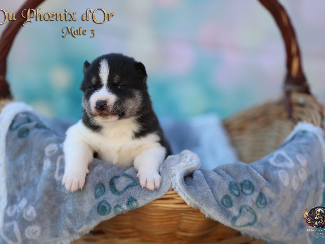 Photo 13 de Mâle 3 - Moon x Ultra (Mars 2026)