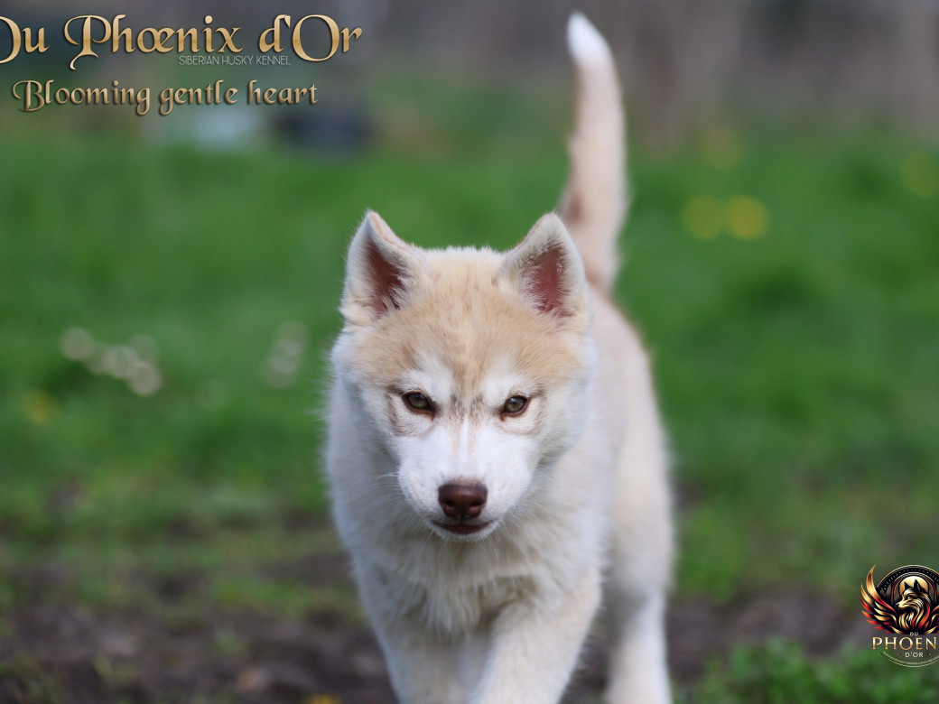 Photo 11 de Femelle 1 - Pandora x Moky (Janvier 2026)