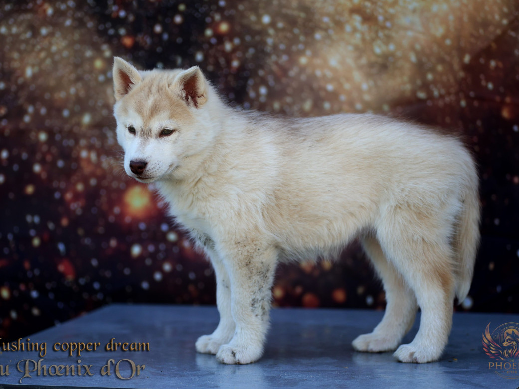 Photo 20 de Femelle 5 - Pandora x Moky (Janvier 2026)